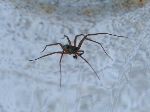 Philodromus sp.